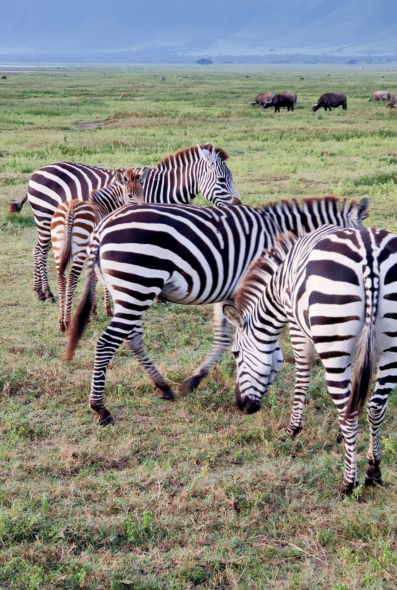 Tanzania Safari with KiliSuma Adventures