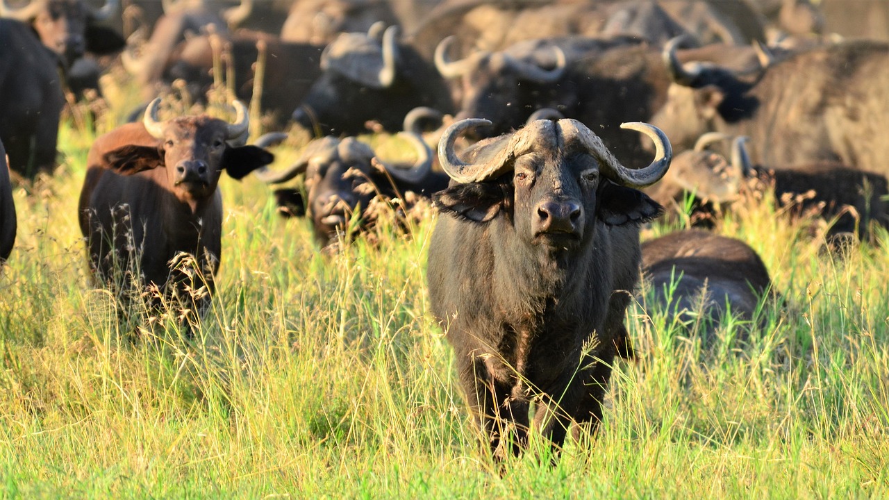 3 Days Serengeti & Ngorongoro Safari
