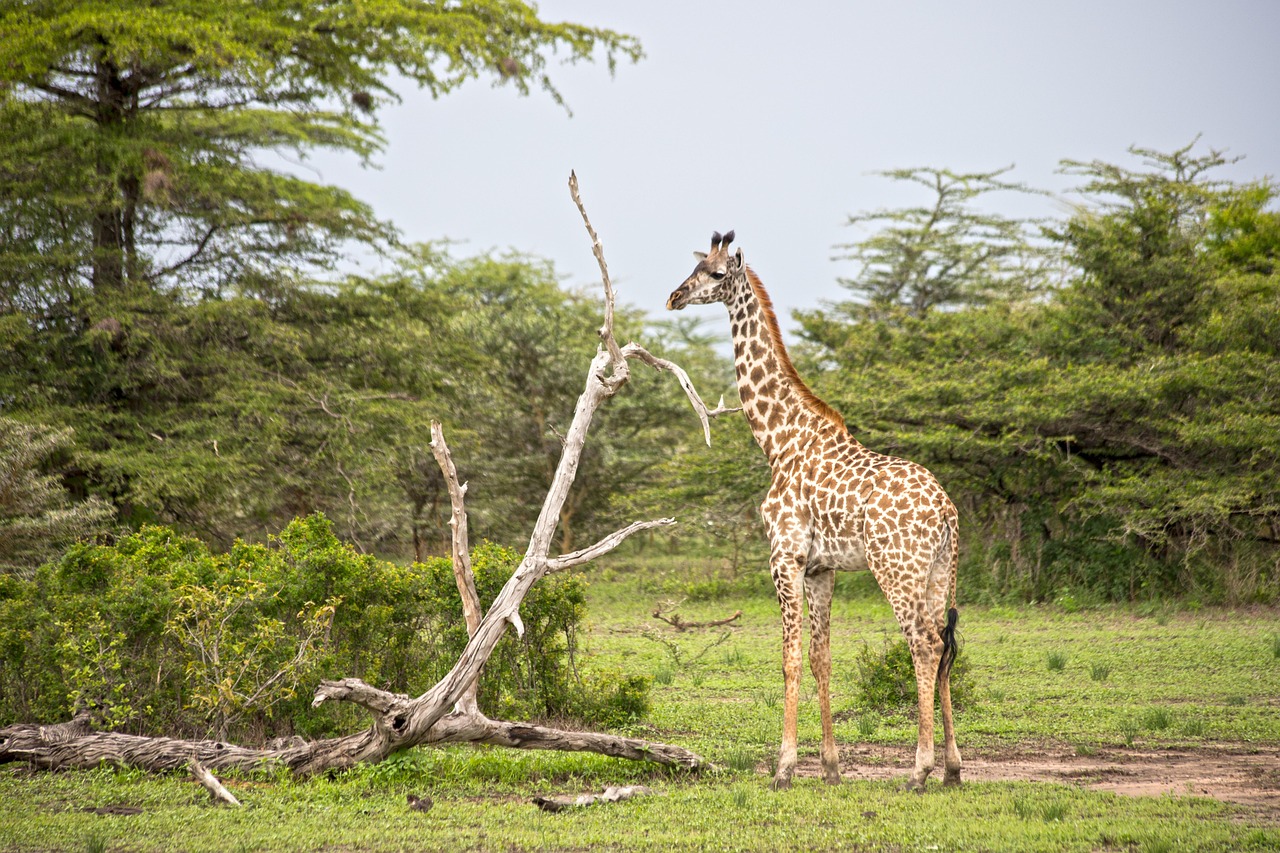 Kilimanjaro Routes Guide