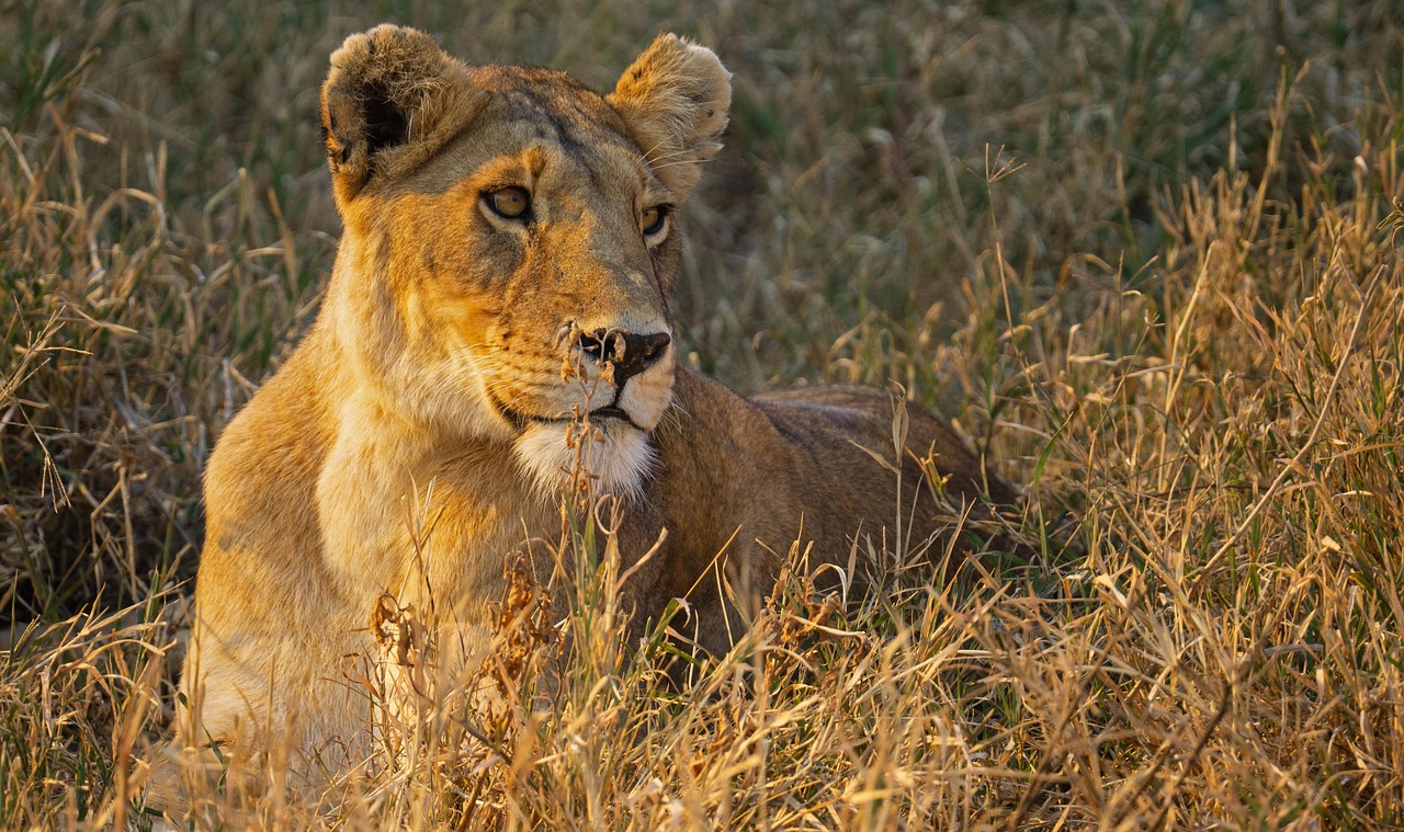 Serengeti Safari Cost
