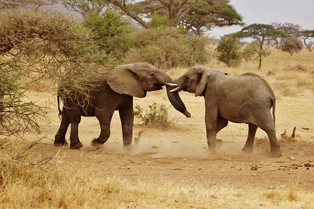 Best Tanzania Safari Guide