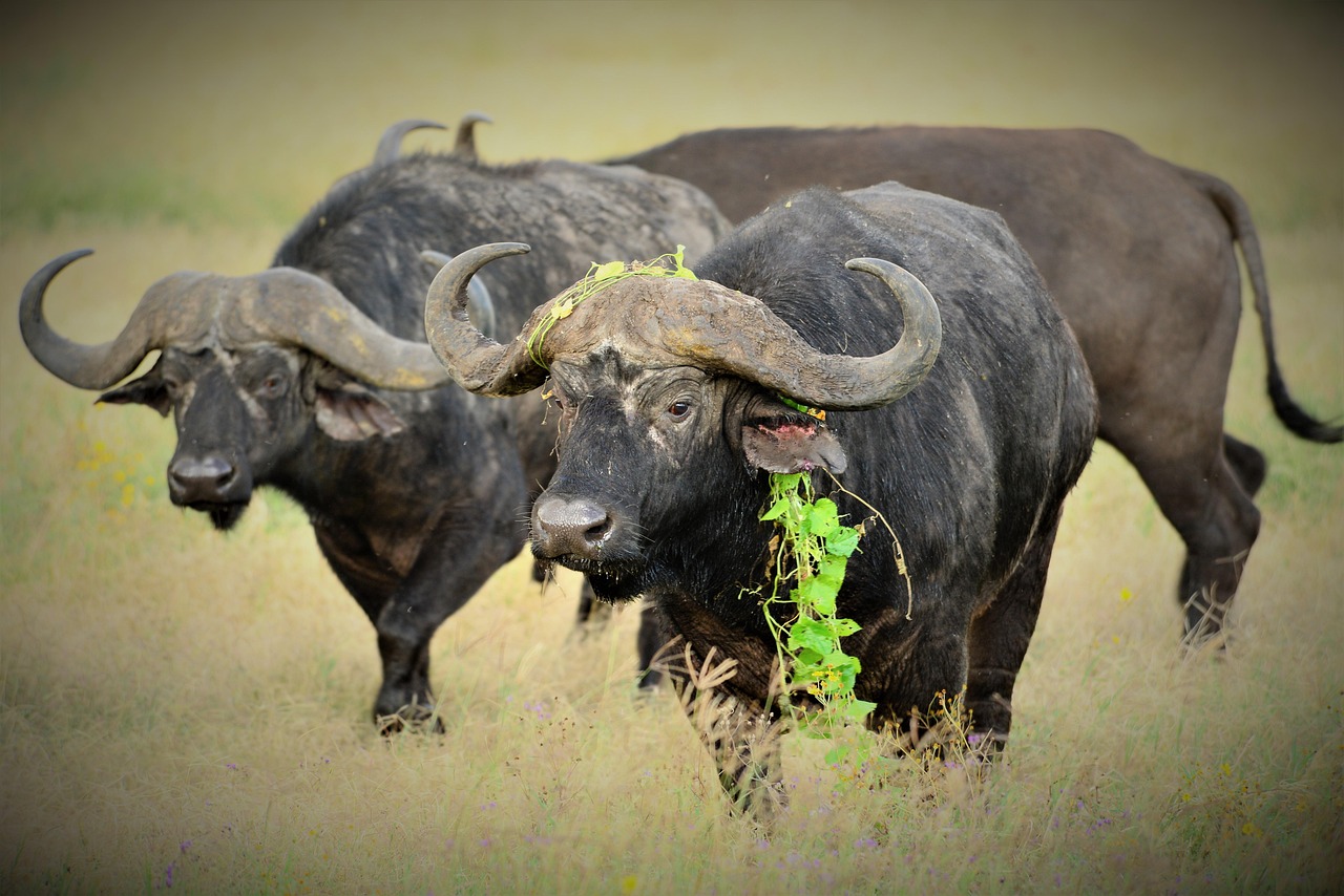 4 Days Tanzania Camping Safari