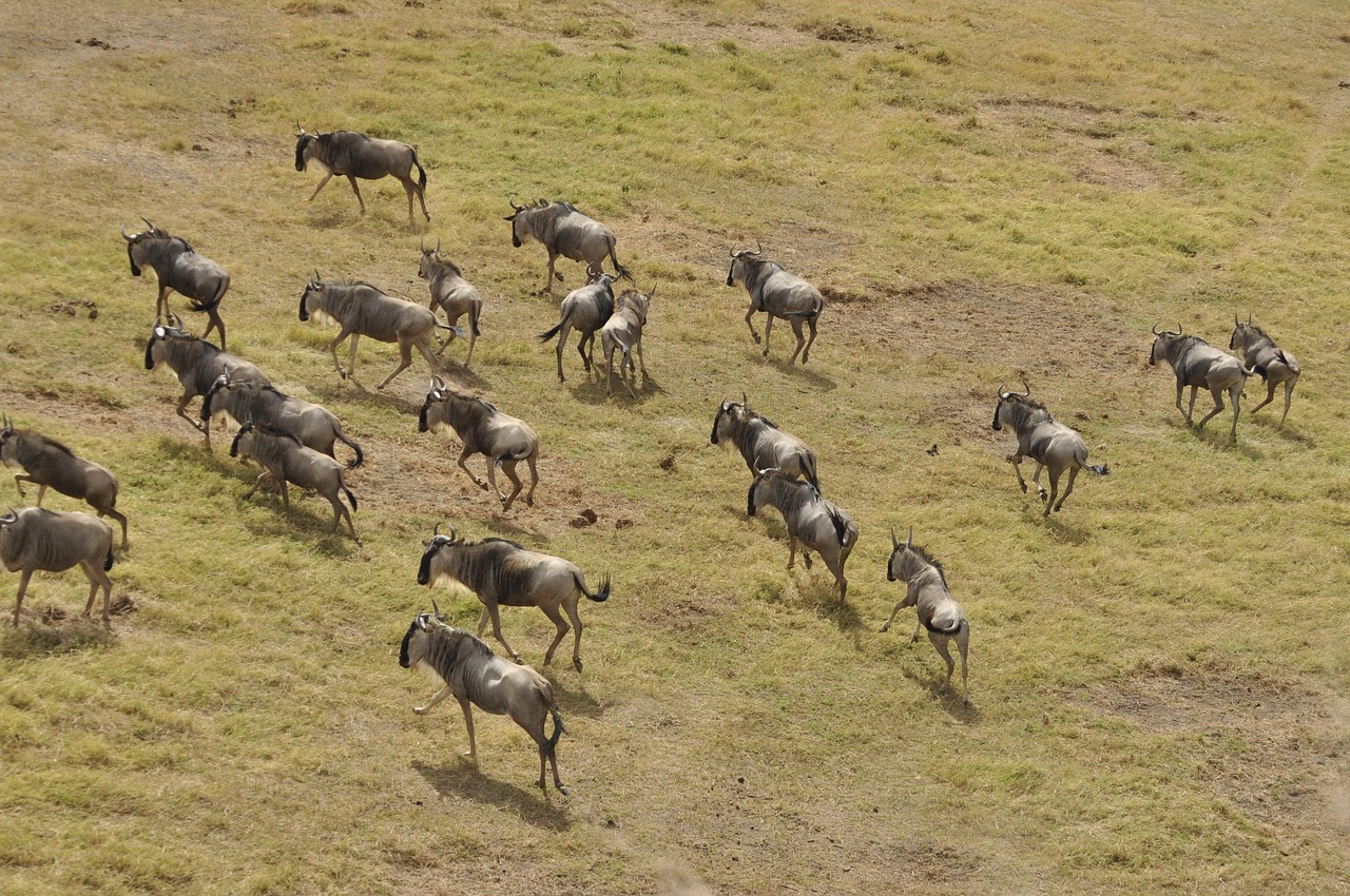7 Days Great Migration Safari